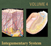 Anderson: Integumentary System